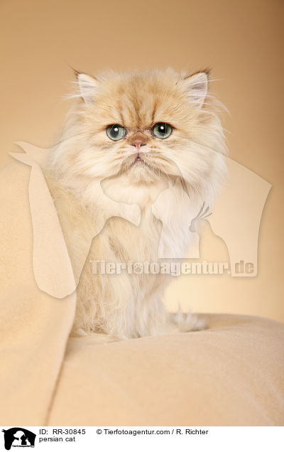 persian cat / RR-30845