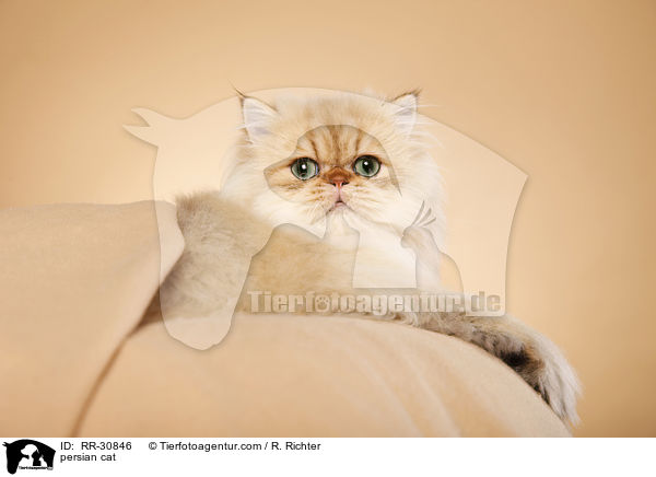 persian cat / RR-30846