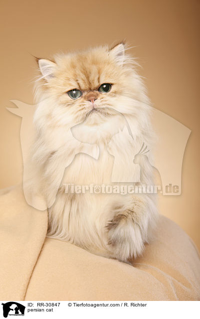 persian cat / RR-30847