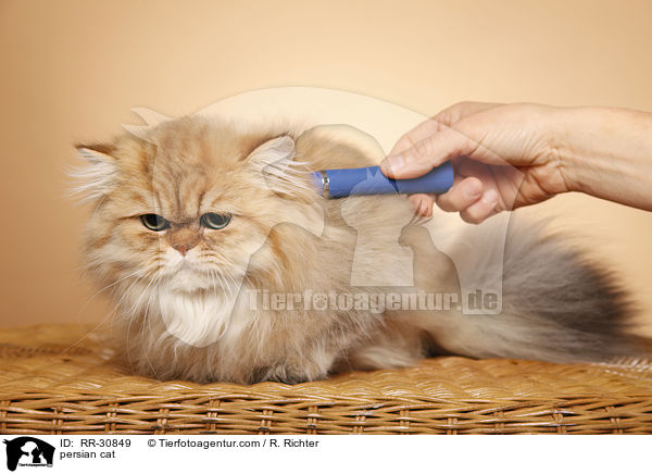golden chinchilla Perser / persian cat / RR-30849