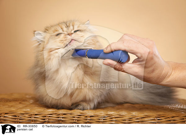 golden chinchilla Perser / persian cat / RR-30850