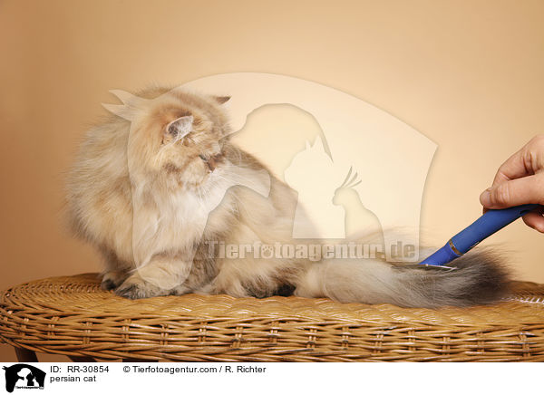 persian cat / RR-30854