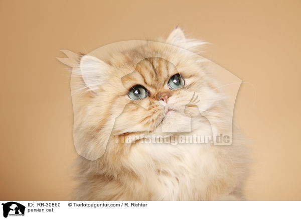 persian cat / RR-30860