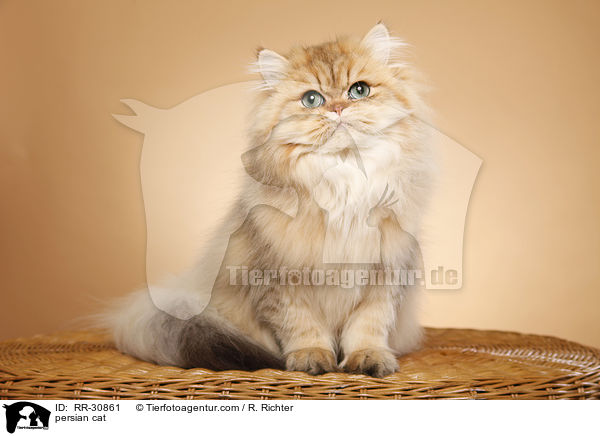 persian cat / RR-30861