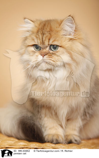 persian cat / RR-30862