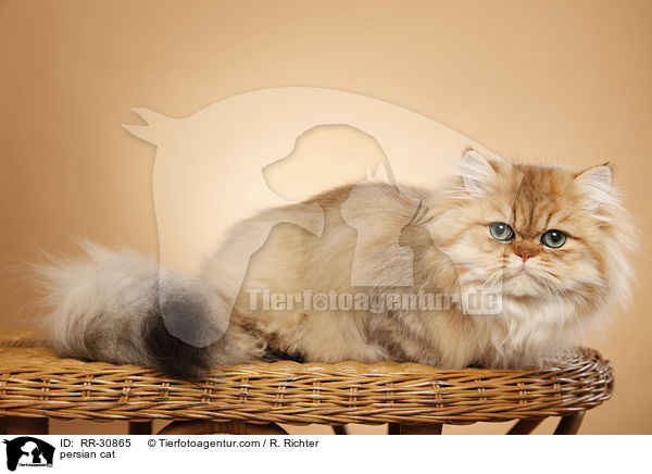 persian cat / RR-30865