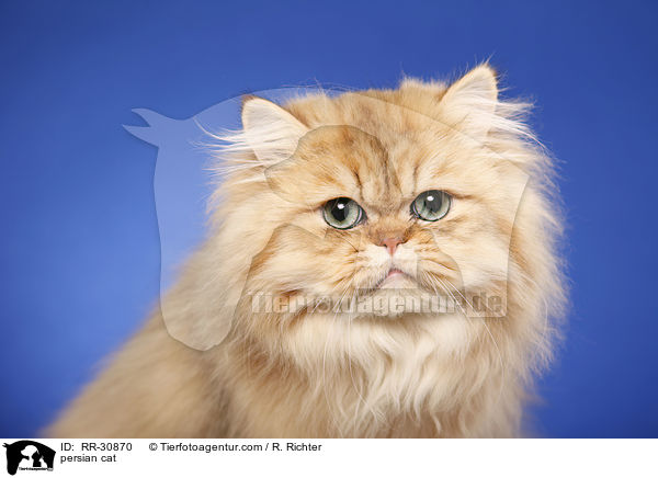 persian cat / RR-30870