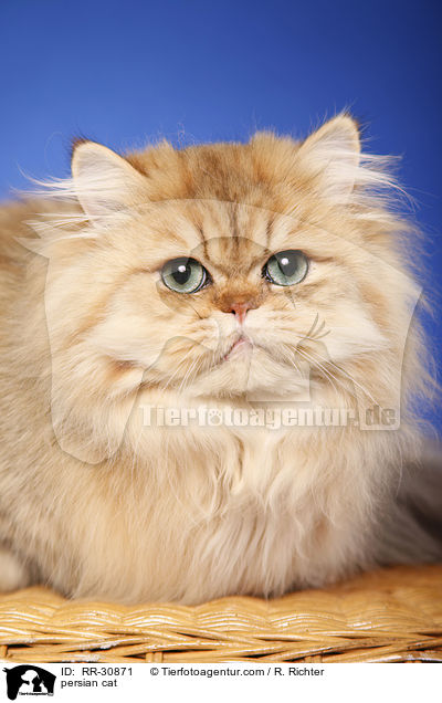 persian cat / RR-30871