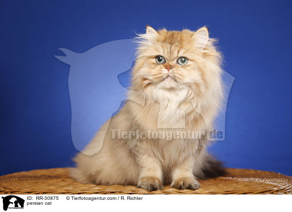 persian cat / RR-30875