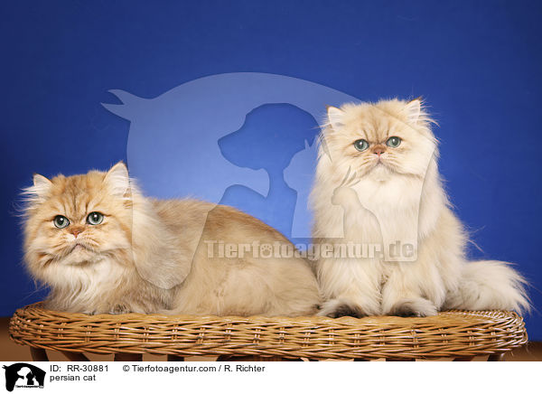 persian cat / RR-30881