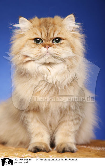 persian cat / RR-30888