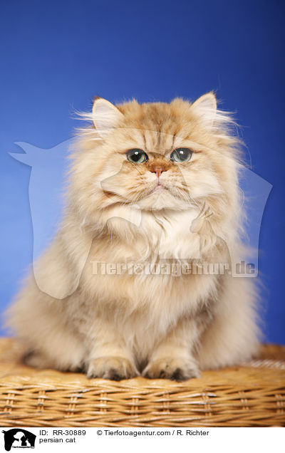 persian cat / RR-30889