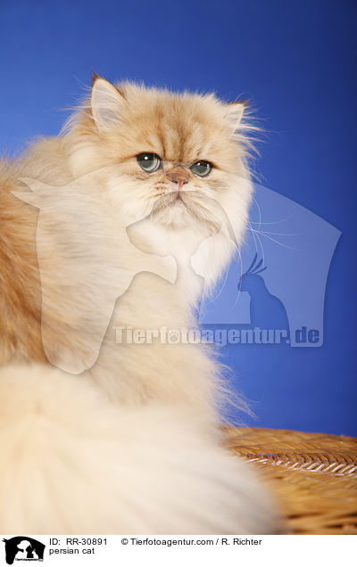 persian cat / RR-30891