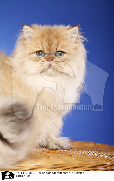 persian cat / RR-30892