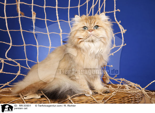 persian cat / RR-30901