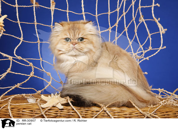 persian cat / RR-30907
