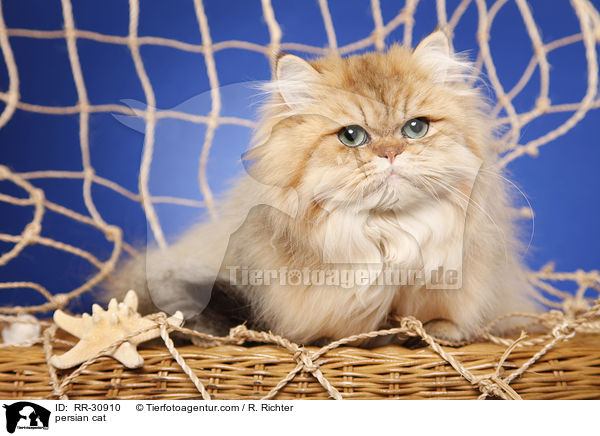 persian cat / RR-30910