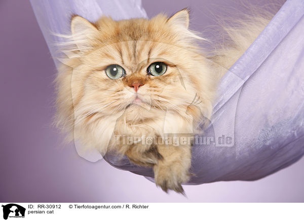 golden chinchilla Perser / persian cat / RR-30912