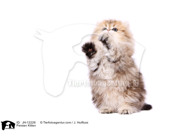 Perser Ktzchen / Persian Kitten / JH-12226