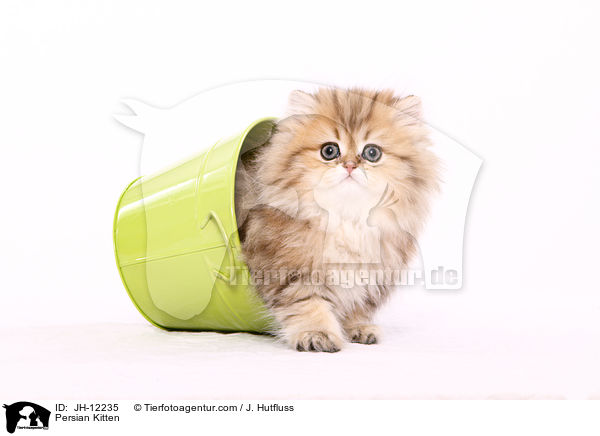 Perser Ktzchen / Persian Kitten / JH-12235
