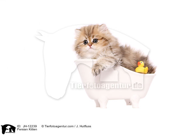 Persian Kitten / JH-12239