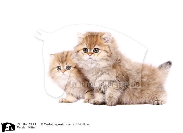Persian Kitten / JH-12241