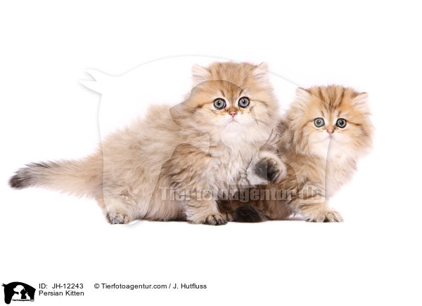 Persian Kitten / JH-12243