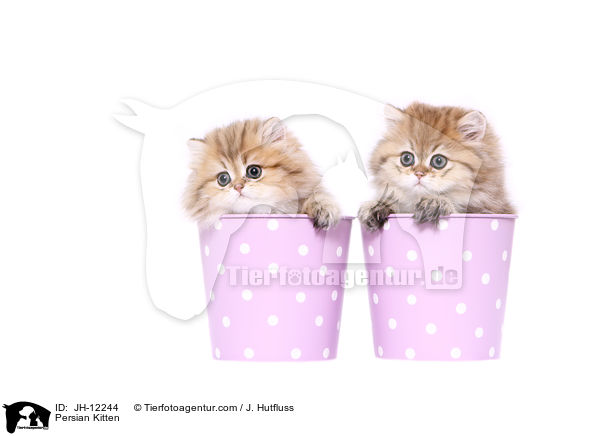 Perser Ktzchen / Persian Kitten / JH-12244