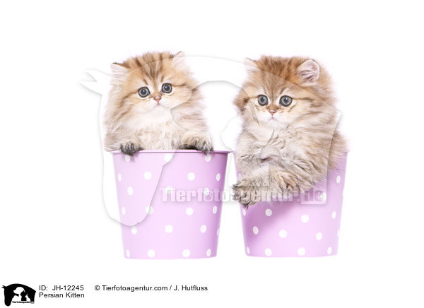 Persian Kitten / JH-12245