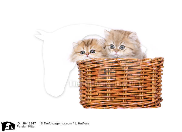 Persian Kitten / JH-12247
