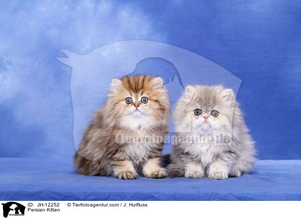 Persian Kitten / JH-12252