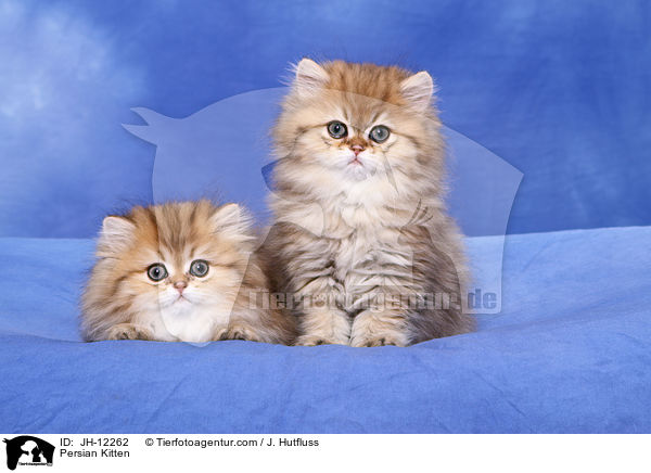 Persian Kitten / JH-12262