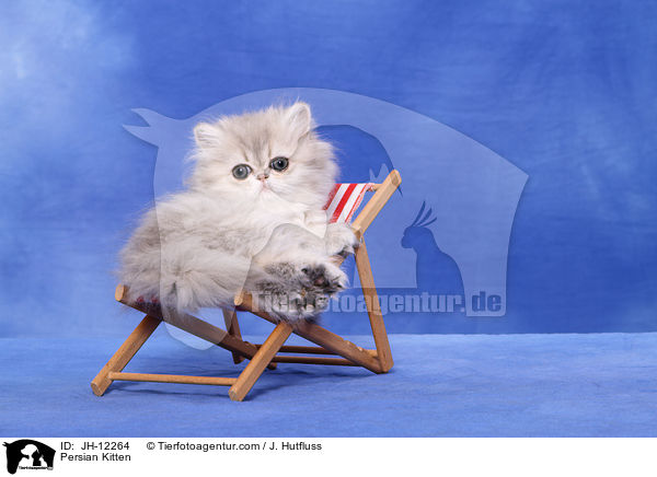 Persian Kitten / JH-12264