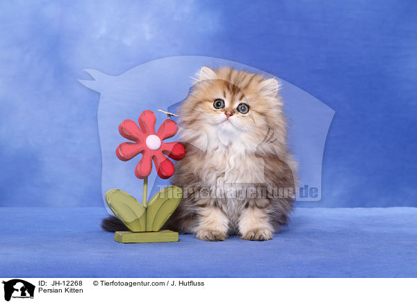 Persian Kitten / JH-12268
