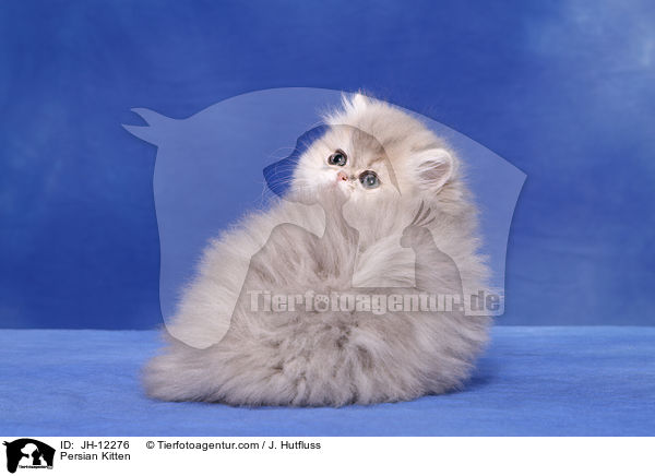 Persian Kitten / JH-12276