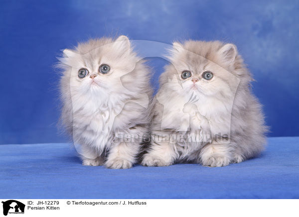 Persian Kitten / JH-12279