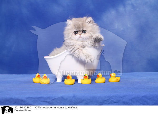 Persian Kitten / JH-12286