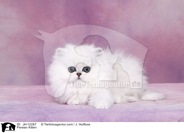 Persian Kitten / JH-12287