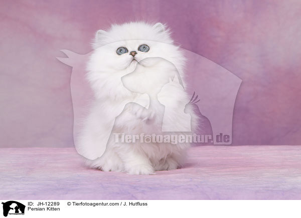 Persian Kitten / JH-12289