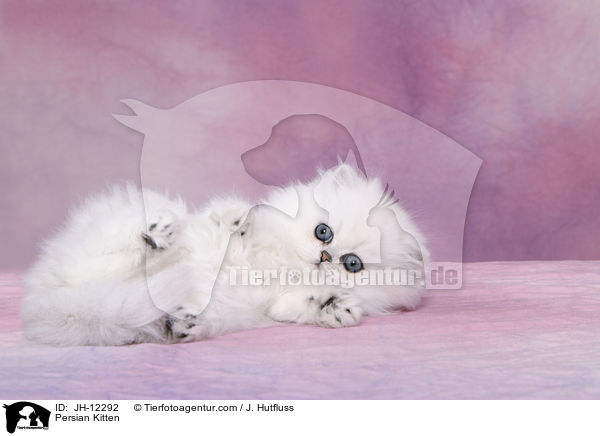 Persian Kitten / JH-12292