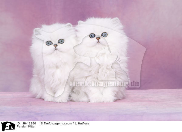 Persian Kitten / JH-12296