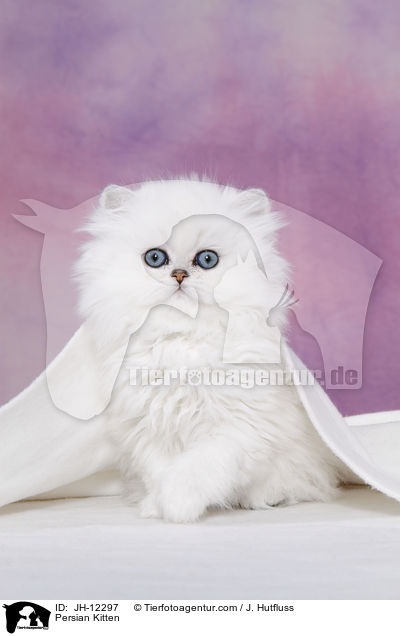 Persian Kitten / JH-12297