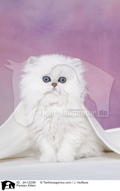 Persian Kitten / JH-12298