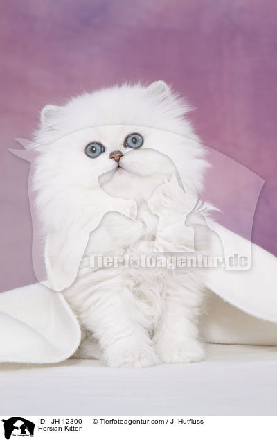 Persian Kitten / JH-12300