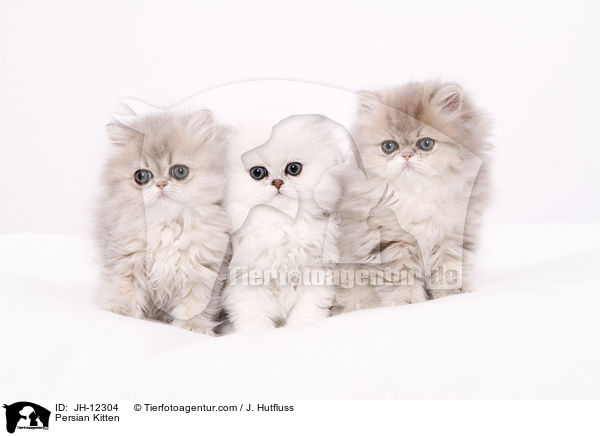 Persian Kitten / JH-12304