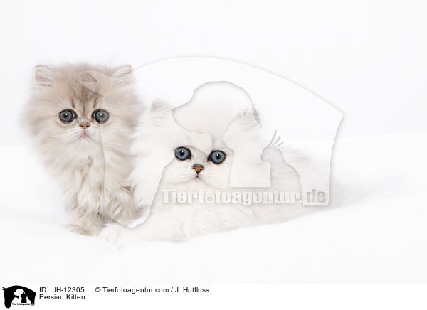 Persian Kitten / JH-12305