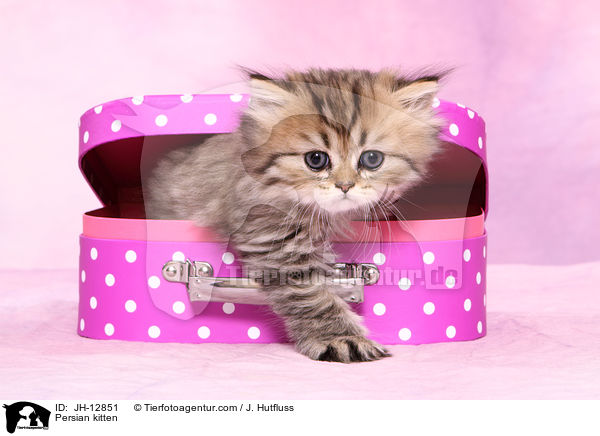 Persian kitten / JH-12851