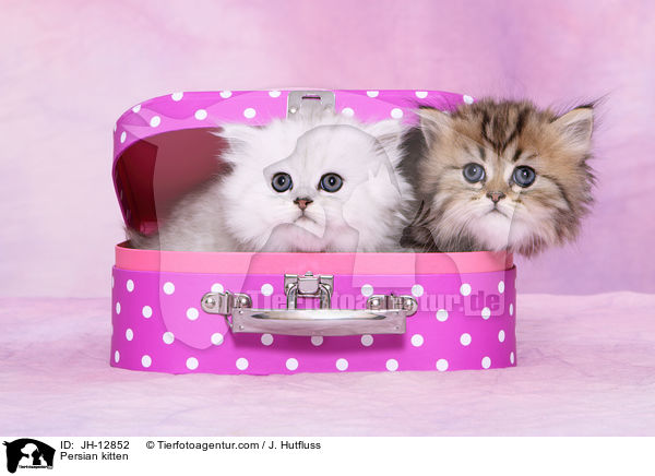 Persian kitten / JH-12852