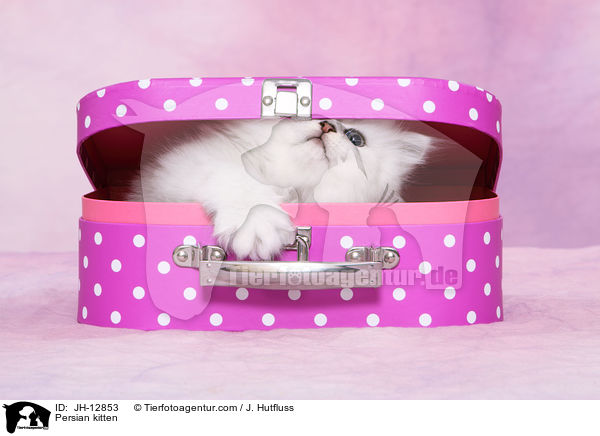 Persian kitten / JH-12853