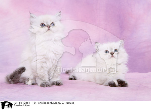 Persian kitten / JH-12854